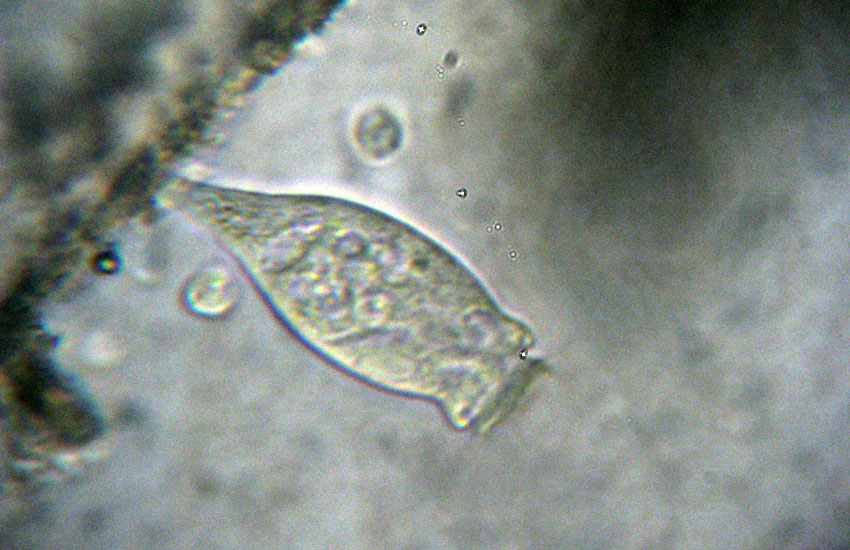 Scyphidia sp